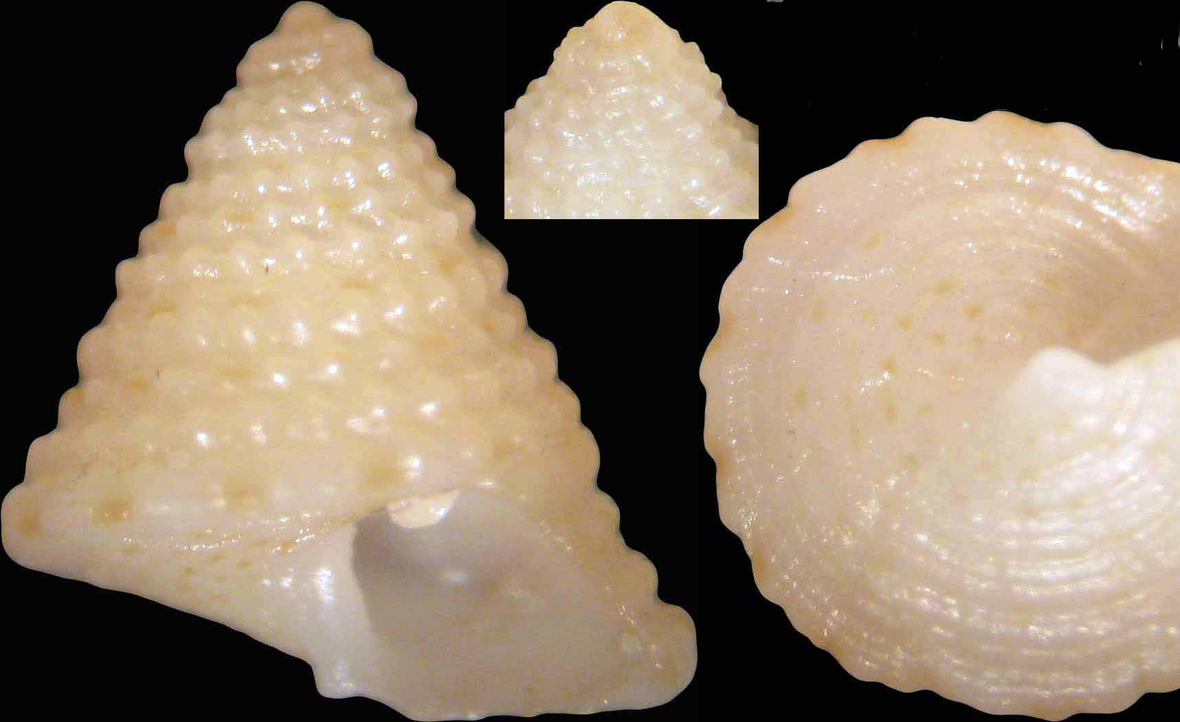 Calliostoma sardo